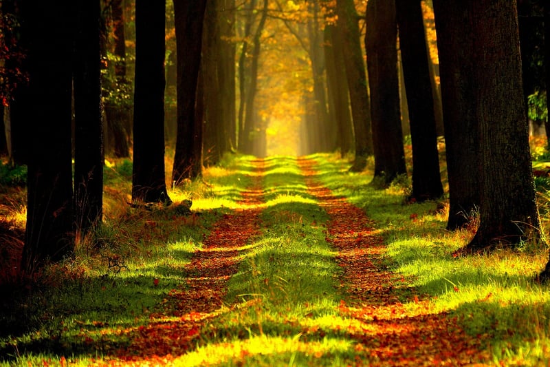 Quiet Forest Path
