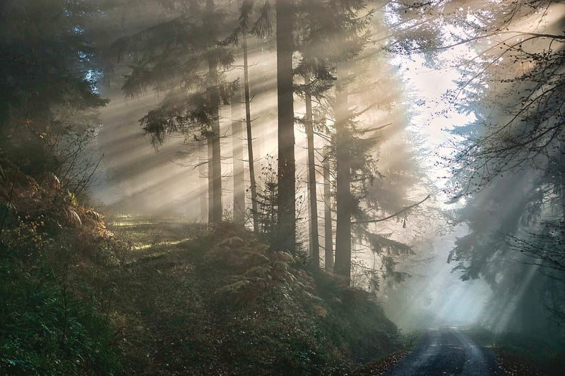 Enigmatic Whispers